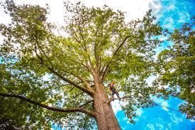 Best Tree Health Inspection  in Duarte, CA