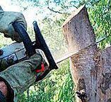 Best Tree Risk Assessment  in Duarte, CA