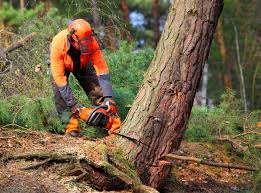 Best Soil Testing and Treatment  in Duarte, CA