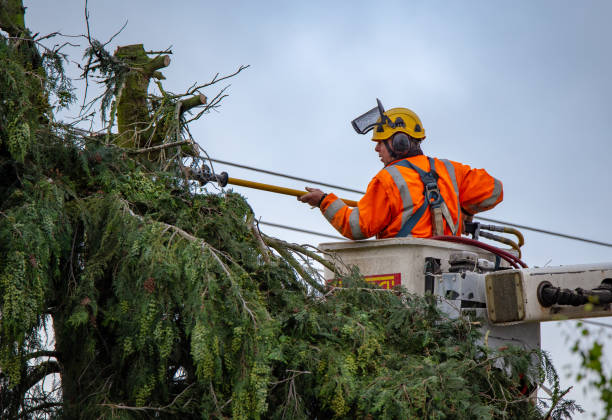 How Our Tree Care Process Works  in  Duarte, CA