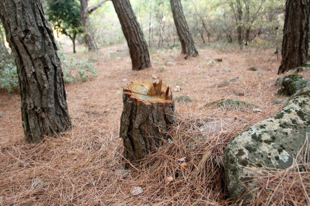  Duarte, CA Tree Care Pros