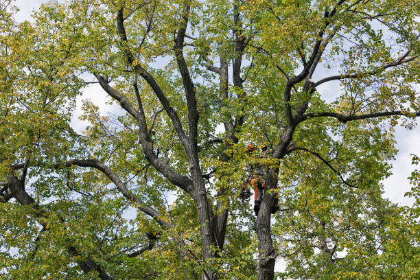 Best Tree Preservation Services  in Duarte, CA
