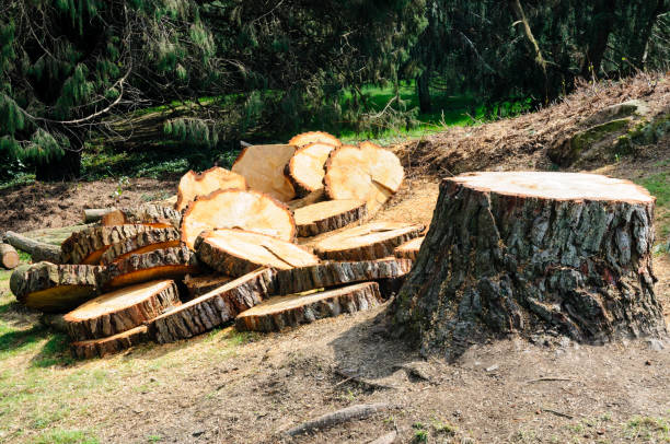 Duarte, CA Tree Care Company